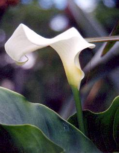 a lily